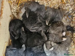 Mixed Breed rabbits Mini Lop Rabbits for Sale - Advert 1