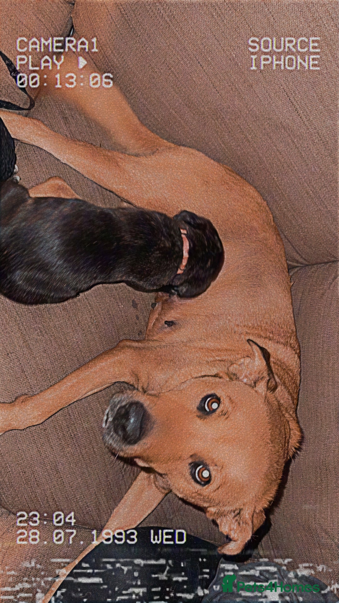 Mixed Breed dogs for sale: 1 boy left for £250 - Image 8