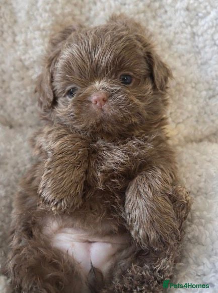 Shih Tzu dogs  Beautiful HEALTH TESTED KC Smoke & Pearl Puppies - Advert 14