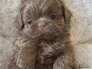 Shih Tzu dogs Beautiful HEALTH TESTED KC Smoke & Pearl Puppies - Advert 14