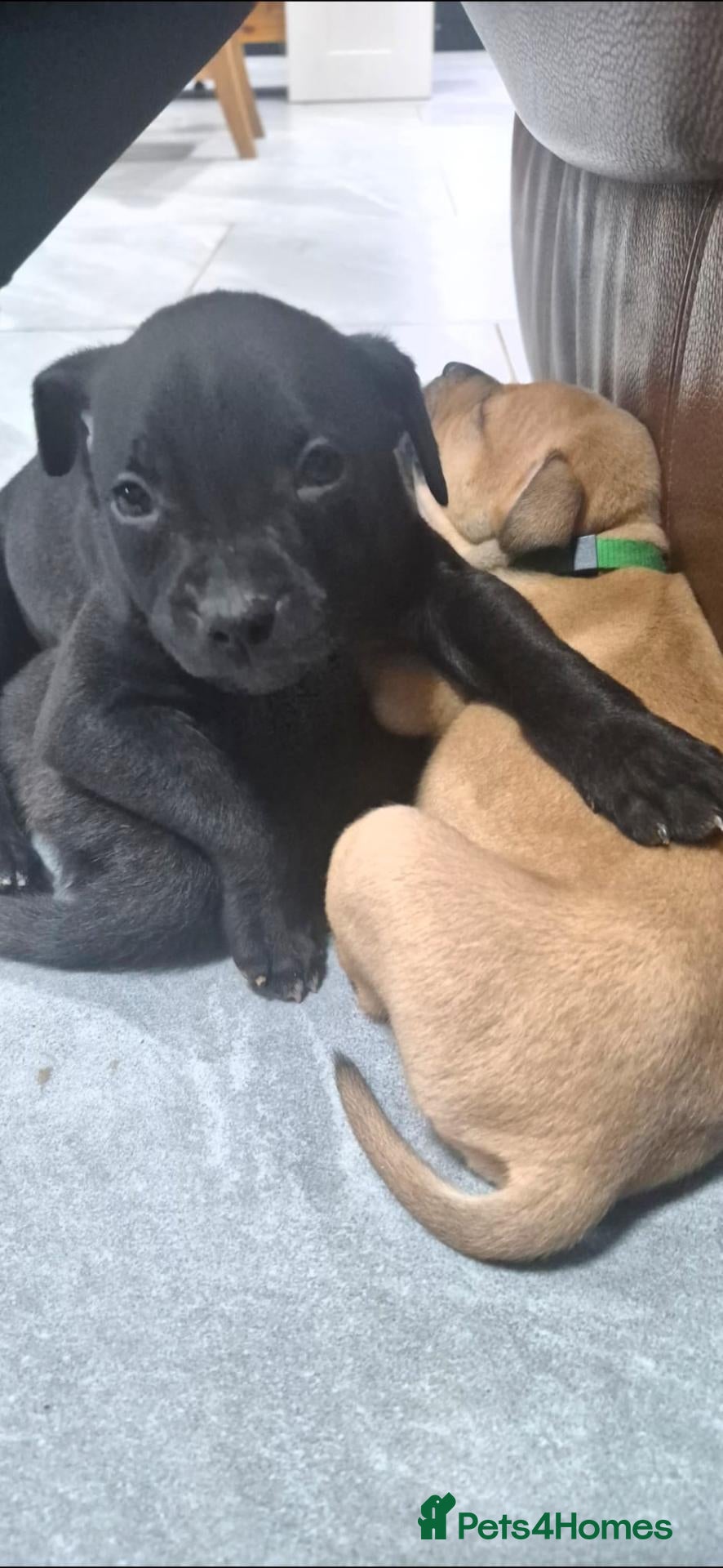 Staffordshire Bull Terrier dogs Staffordshire bull terrier pups - Advert 6