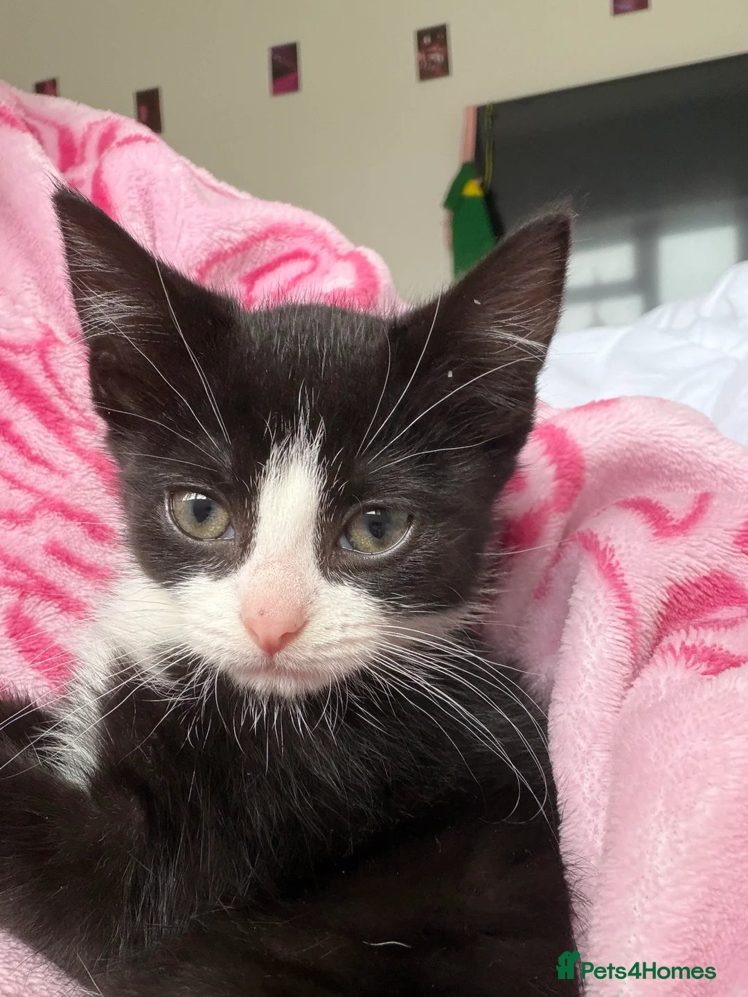 Mixed Breed cats for sale: black & white tuxedo kitten - Advert 1