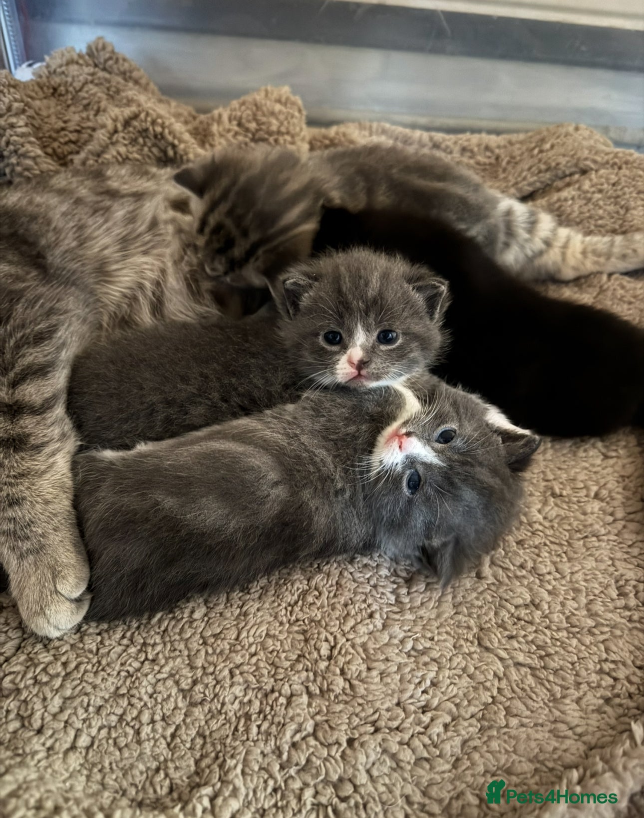 British Shorthair cats fluffy kittens!  - Advert 1
