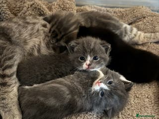 British Shorthair cats fluffy kittens! - Advert 14
