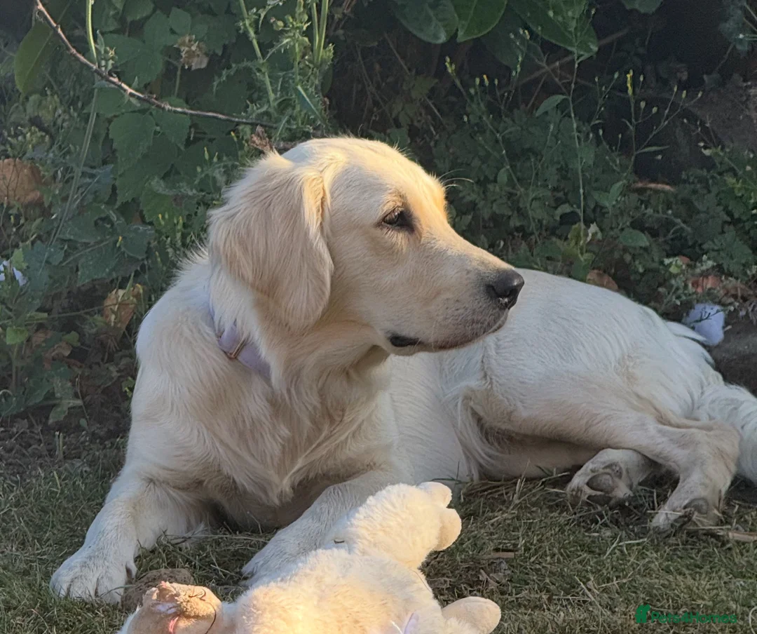 Golden Retriever dogs for sale: Lily- Golden Retriever Cream - Advert 1