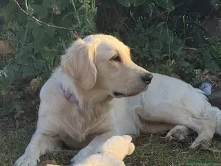 Golden Retriever dogs Lily- Golden Retriever Cream - Advert 4