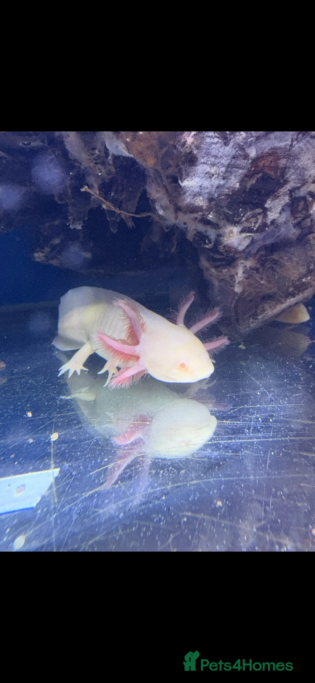 Axolotl reptiles for sale: Baby axolotls  - Advert 2