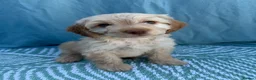 Cockapoo dogs for sale: Adorable F1 PRA clear cockapoo puppies READY TO GO - Advert 10