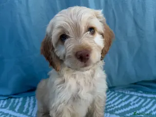Cockapoo dogs Adorable F1 PRA clear cockapoo puppies READY TO GO - Advert 1