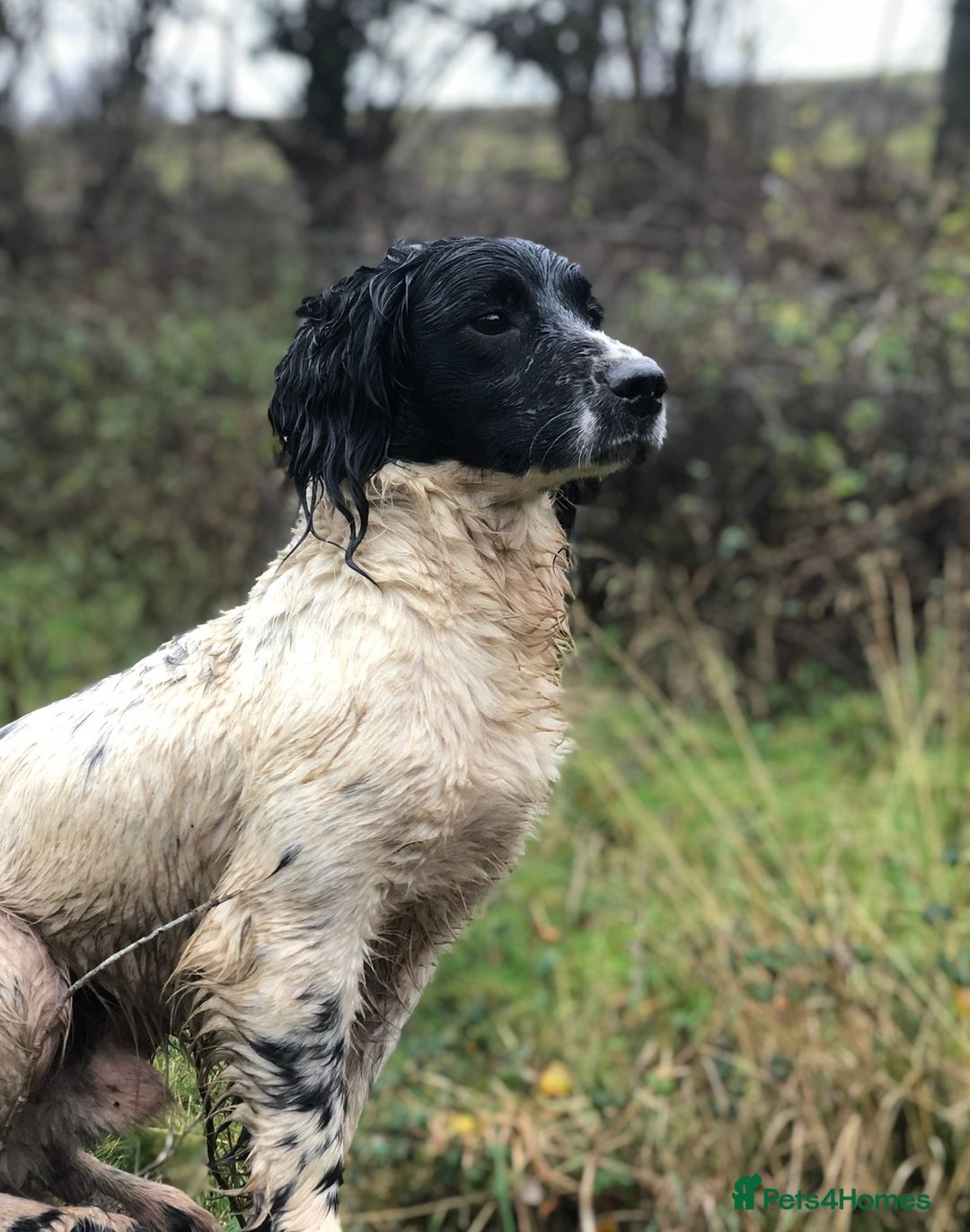 English Springer Spaniel dogs for stud: ⭐️🏆Handsome Health Tested B&W Stud⭐️🏆 in Malmesbury - Image 5
