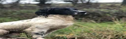 English Springer Spaniel dogs for stud: ⭐️🏆Handsome Health Tested B&W Stud⭐️🏆 in Malmesbury - Advert 5