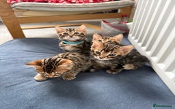 Bengal cats for sale: 6 Stunning Bengal kittens - Image 5