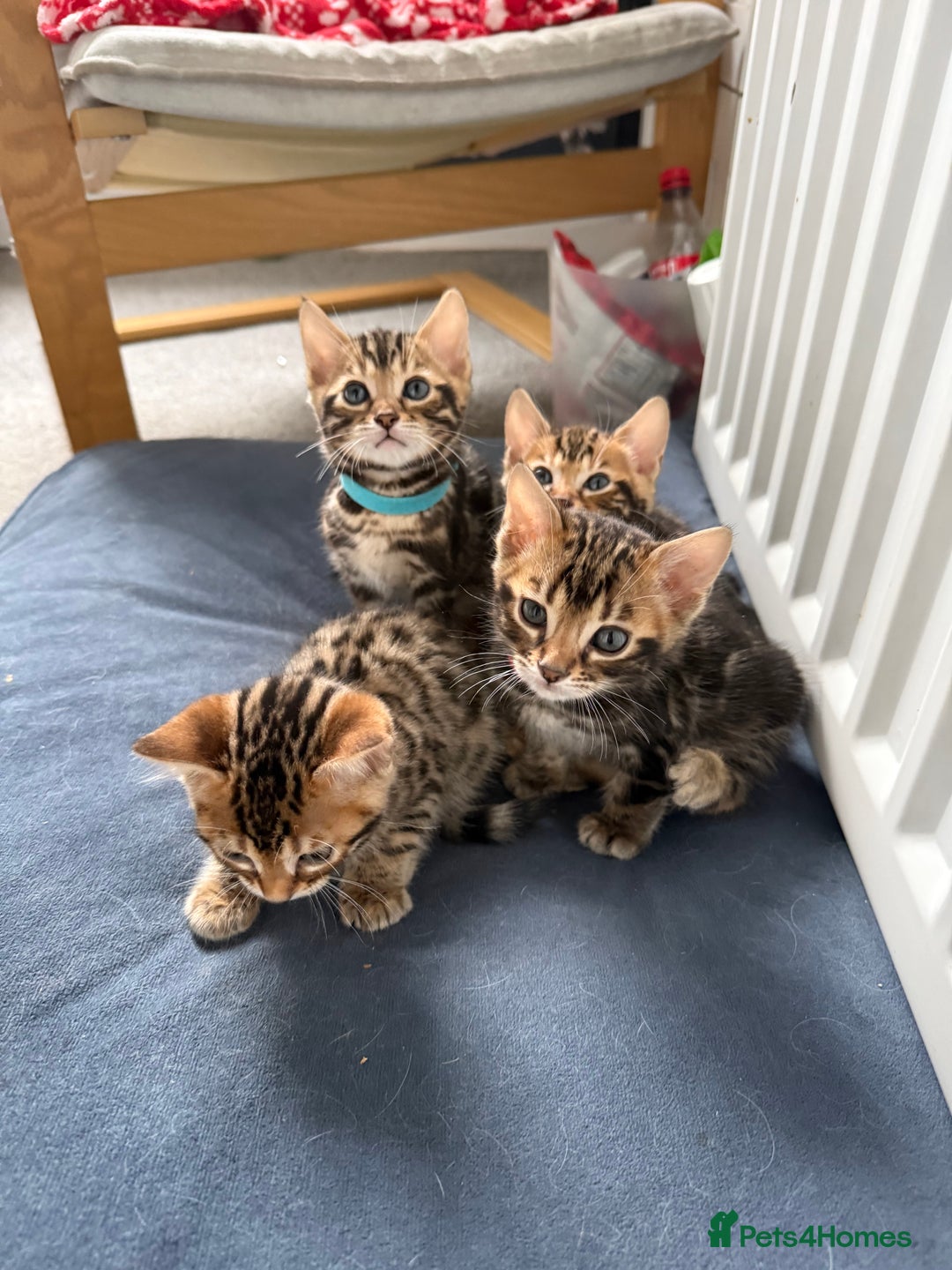 Bengal cats for sale: 6 Stunning Bengal kittens - Image 5
