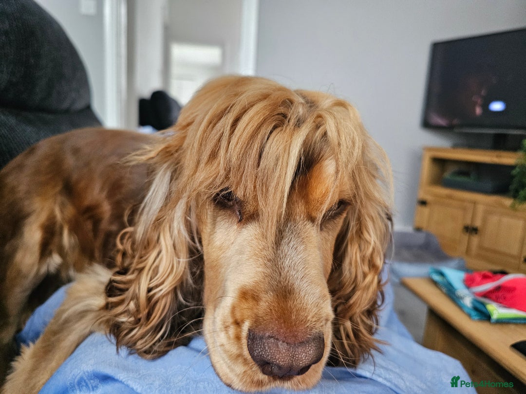 Cocker Spaniel dogs for sale: 1 year old cocker spaniel PLEASE READ! - Image 9