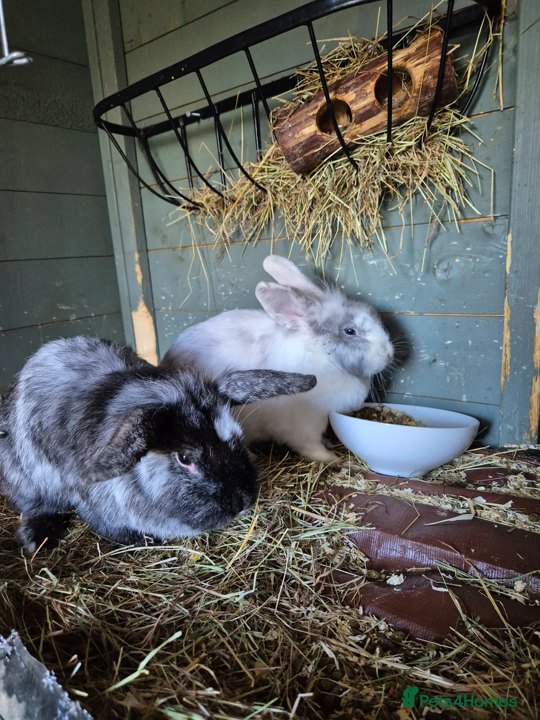 Mixed Breed rabbits for sale: Bonded pair lionhead x dwarf lop females  - Advert 11