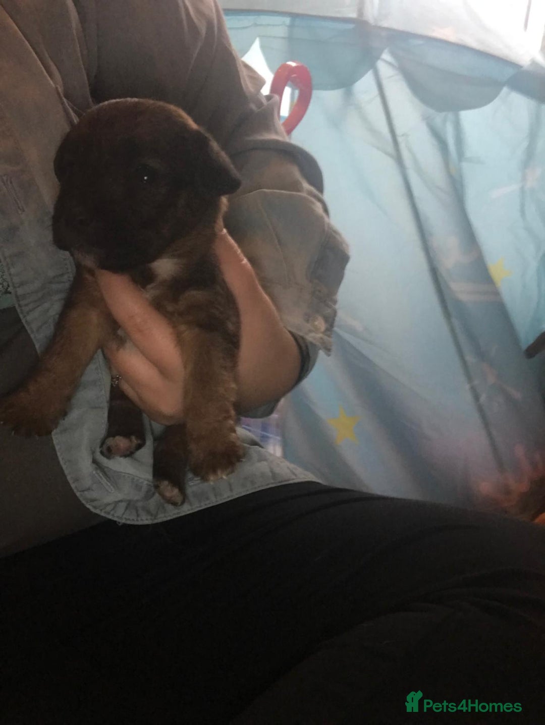 Jack Russell dogs for sale: Jack Russell puppies - Advert 3