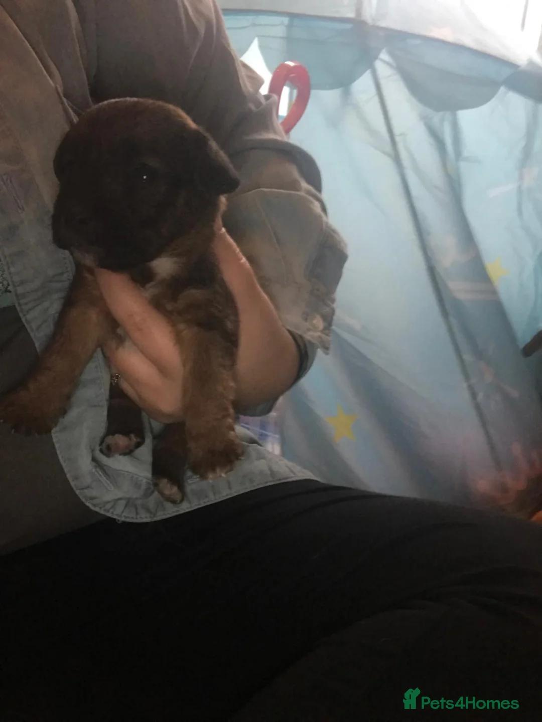 Jack Russell dogs for sale: Jack Russell puppies - Advert 3