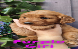 Cockapoo dogs for sale: Beautiful F1 Cockapoo Puppies - 3 boys 1 girl - Image 4