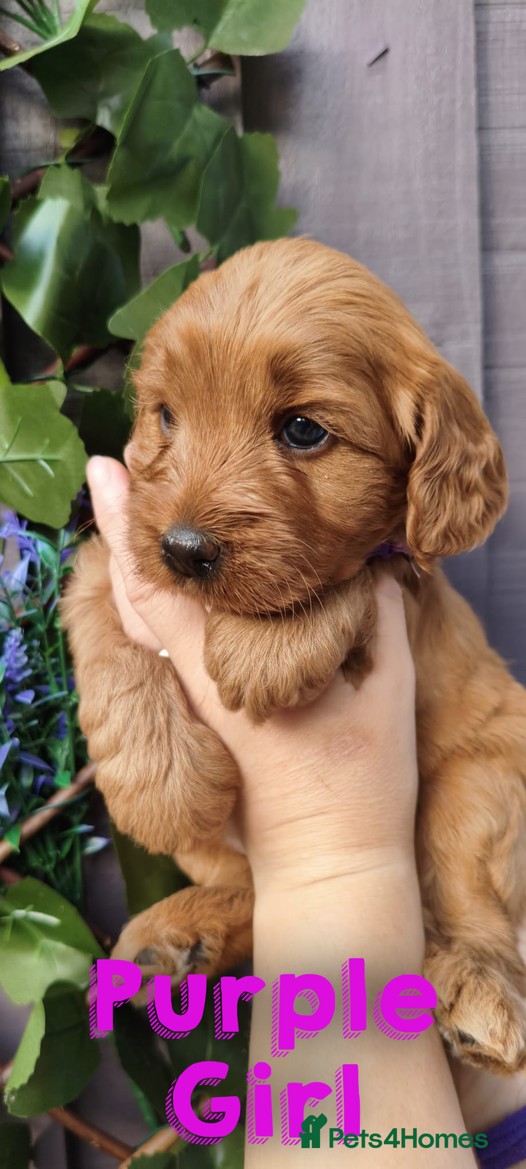 Cockapoo dogs for sale: Beautiful F1 Cockapoo Puppies - 3 boys 1 girl - Image 4