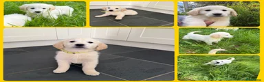 Golden Retriever Puppy Yellow collar boy