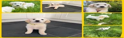 Golden Retriever dogs for sale: KC Registered Golden Retriever puppies  - Advert 21