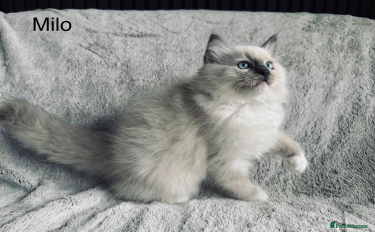 Ragdoll cats - Advert 1