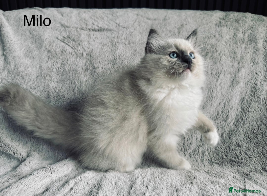 Ragdoll cats for sale: Stunning quality Ragdoll kittens - must see!!! - Image 1
