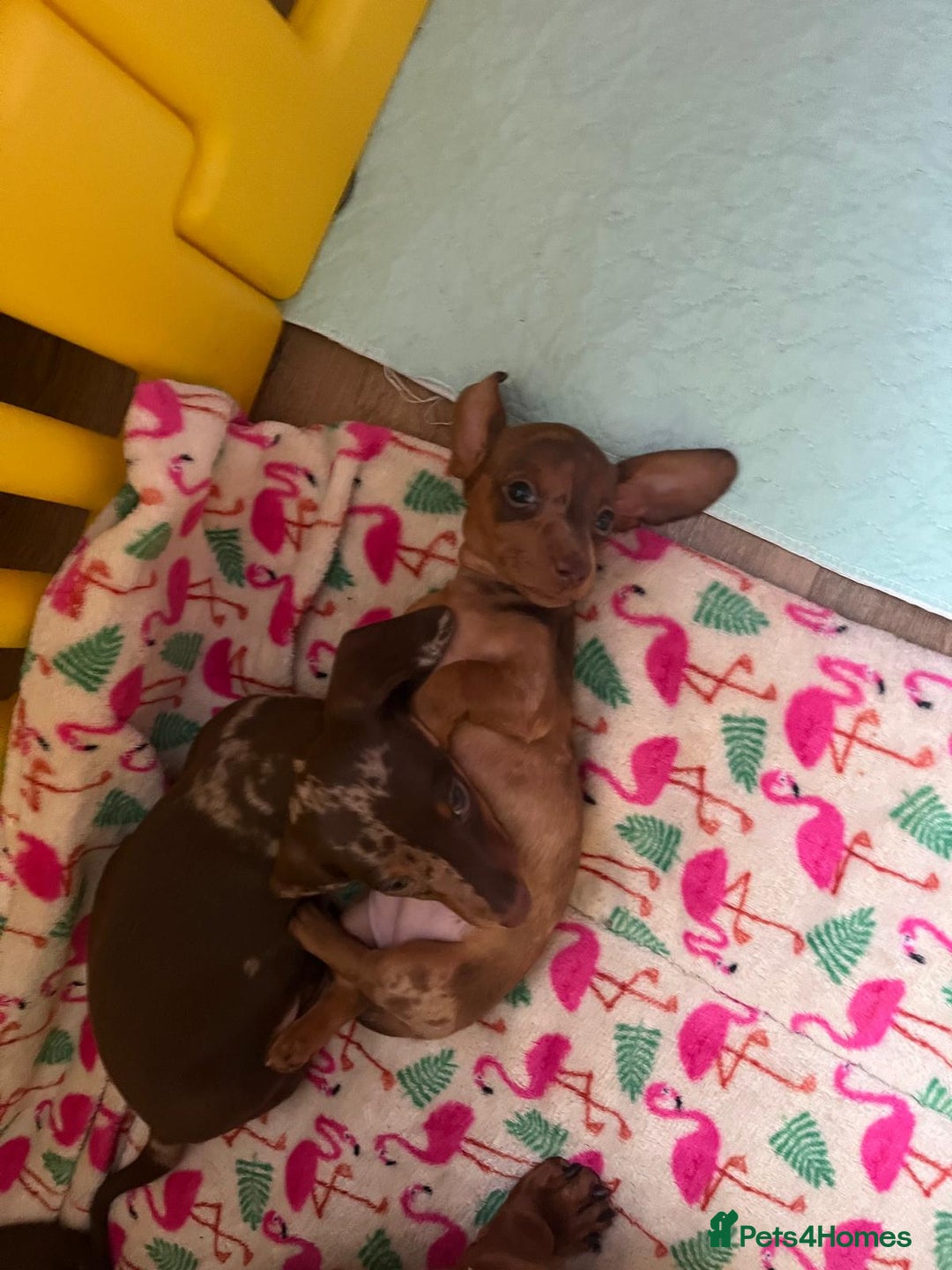 Miniature Dachshund dogs for sale: Beautiful Mini Dachshund Puppies READY  - Advert 3