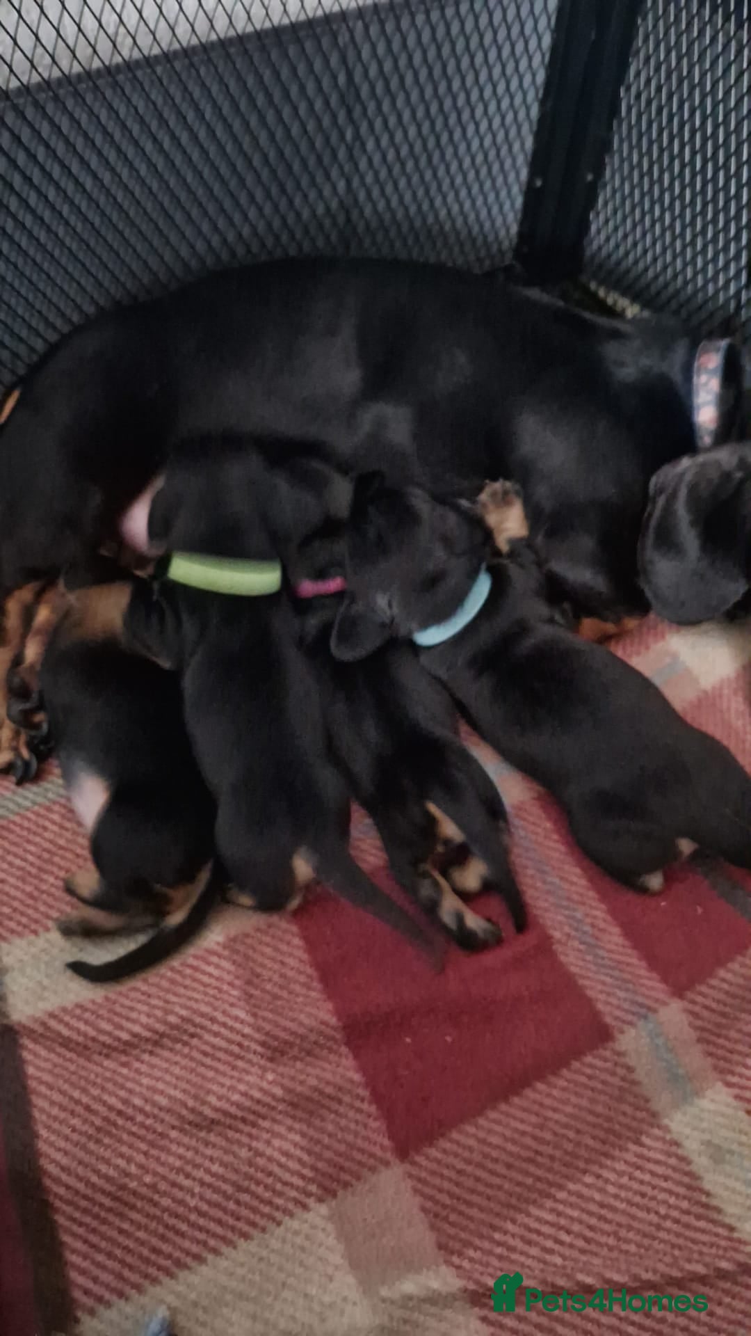 Dachshund dogs for sale: Miniature dachshunds - Advert 5
