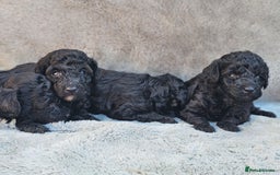 Miniature Poodle dogs for sale: 🐾 Hypoallergenic Mini Poodle Puppies 🐾 - Image 14