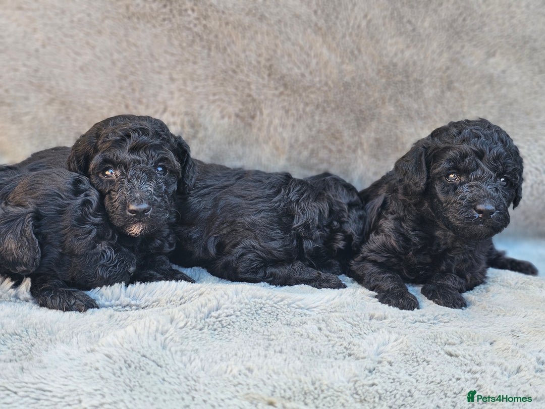 Miniature Poodle dogs for sale: 🐾 Hypoallergenic Mini Poodle Puppies 🐾 - Image 14
