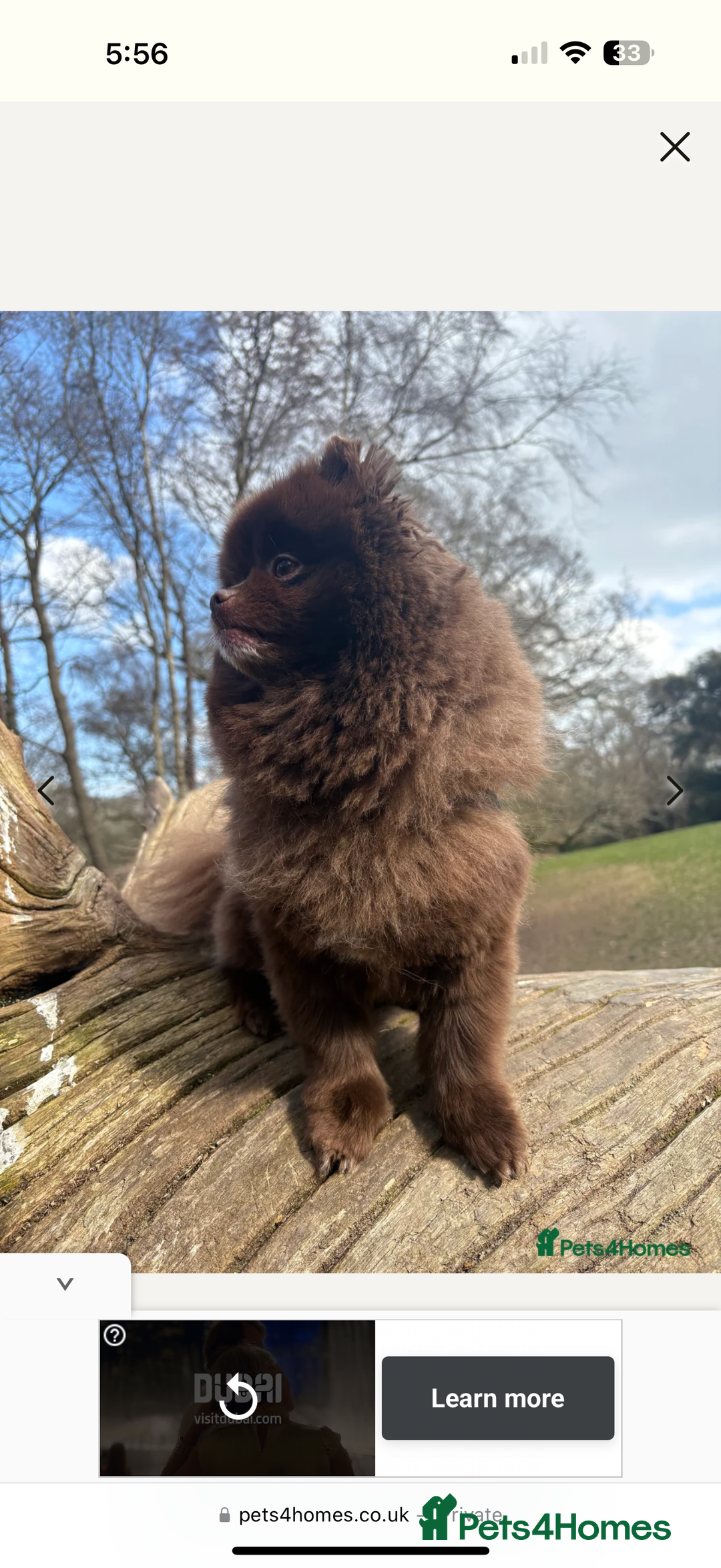 Pomeranian dogs for sale: Beautifully  **  fluffy Pomeranian puppies - Advert 7
