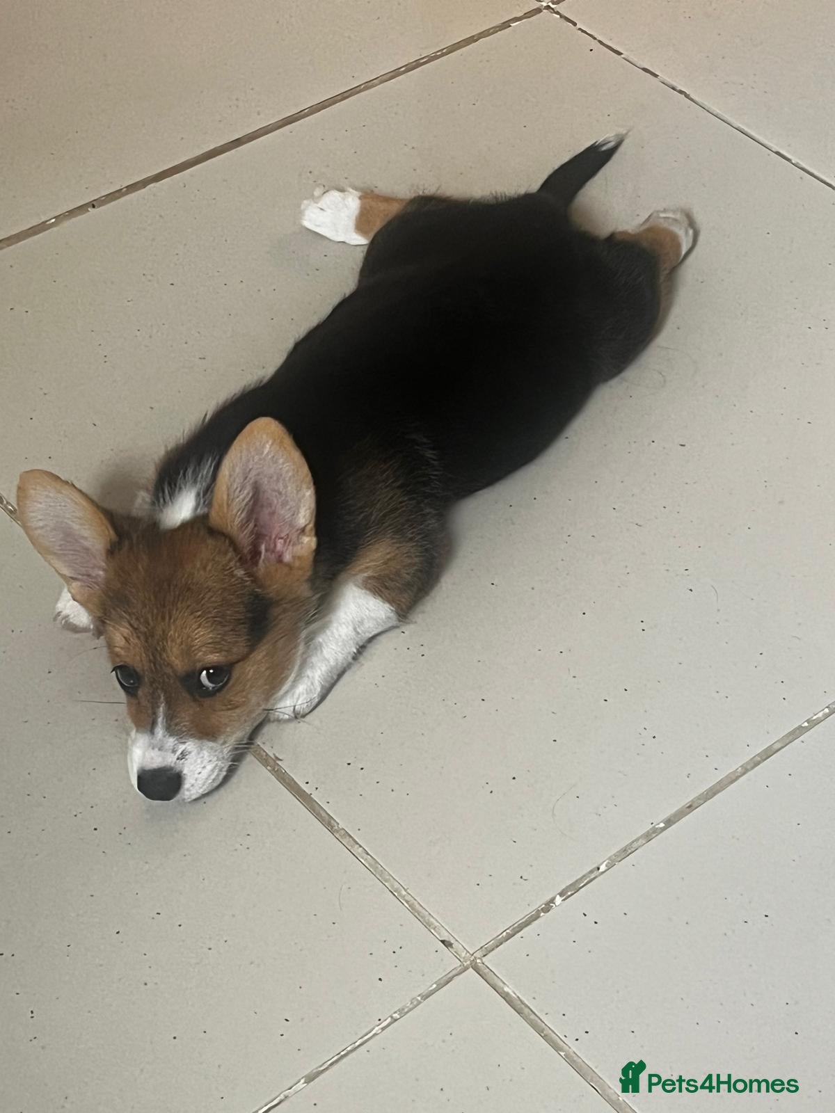 Welsh Corgi Pembroke dogs 2 Tri Pembrokeshire corgi pups look for homes - Advert 1