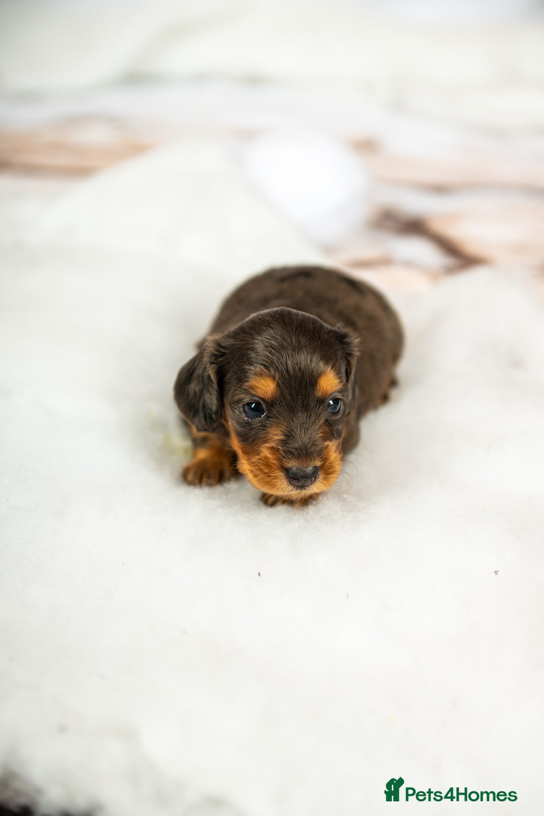 Miniature Dachshund dogs for sale: 6 KC miniature dashound puppies  - Advert 10