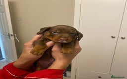 Miniature Dachshund dogs for sale: Minatare Dachshunds  - Image 9