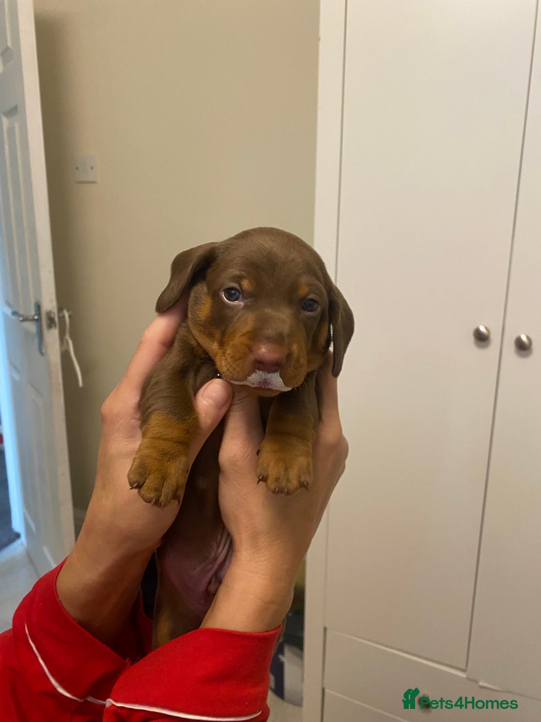 Miniature Dachshund dogs for sale: Minatare Dachshunds  - Image 9