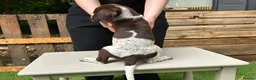 German Shorthaired Pointer dogs for sale: KC Reg GSP Pups (5 LEFT!) - Advert 14