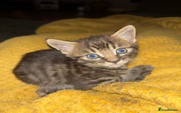 Mixed Breed cats for sale: Adorable kittens for sale  - Image 8
