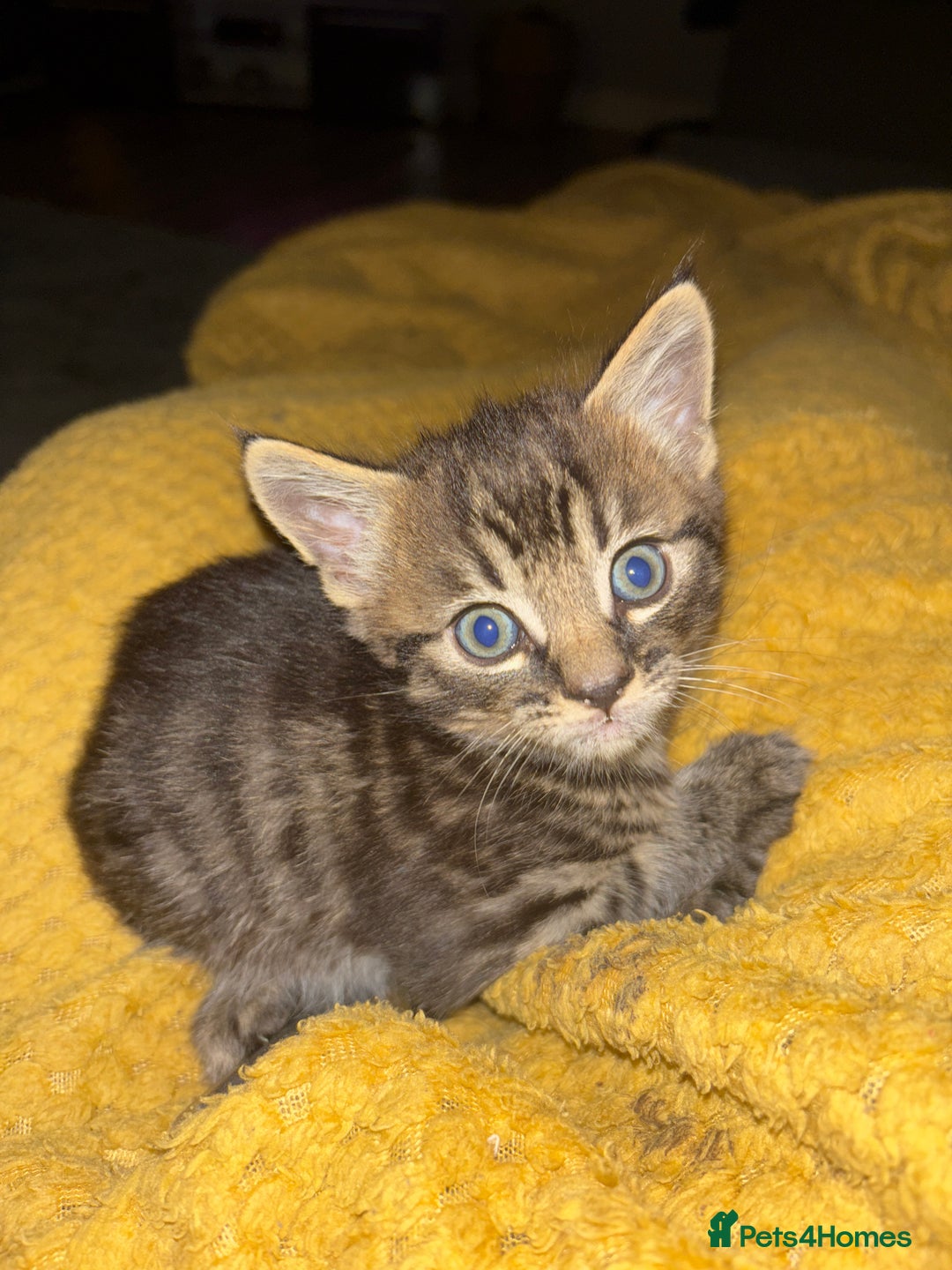 Mixed Breed cats for sale: Adorable kittens for sale  - Image 8