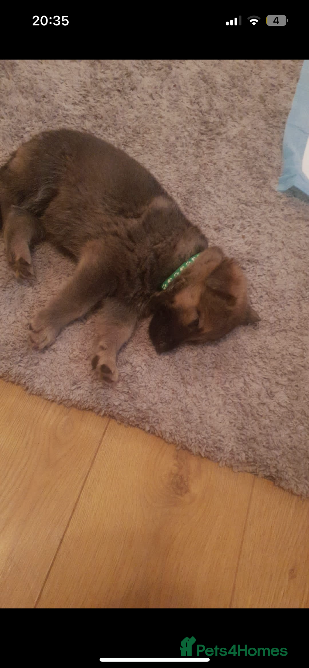 German Shepherd dogs for stud: KC sable male for stud  in Birmingham - Image 15