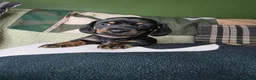 Miniature Dachshund dogs for sale: 🤍Health tested miniture dachshund🤍 - Advert 1