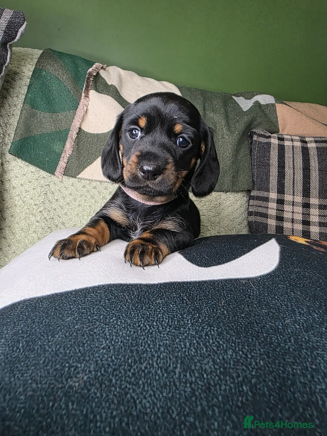 Miniature Dachshund dogs for sale: 🤍Health tested miniture dachshund🤍 - Advert 1