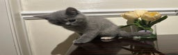 British Longhair cats for sale: Gorgeous British shorthair kittens - Advert 2