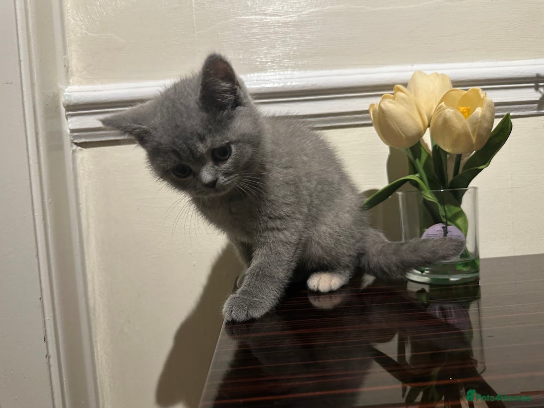 British Longhair cats for sale: Gorgeous British shorthair kittens - Advert 2