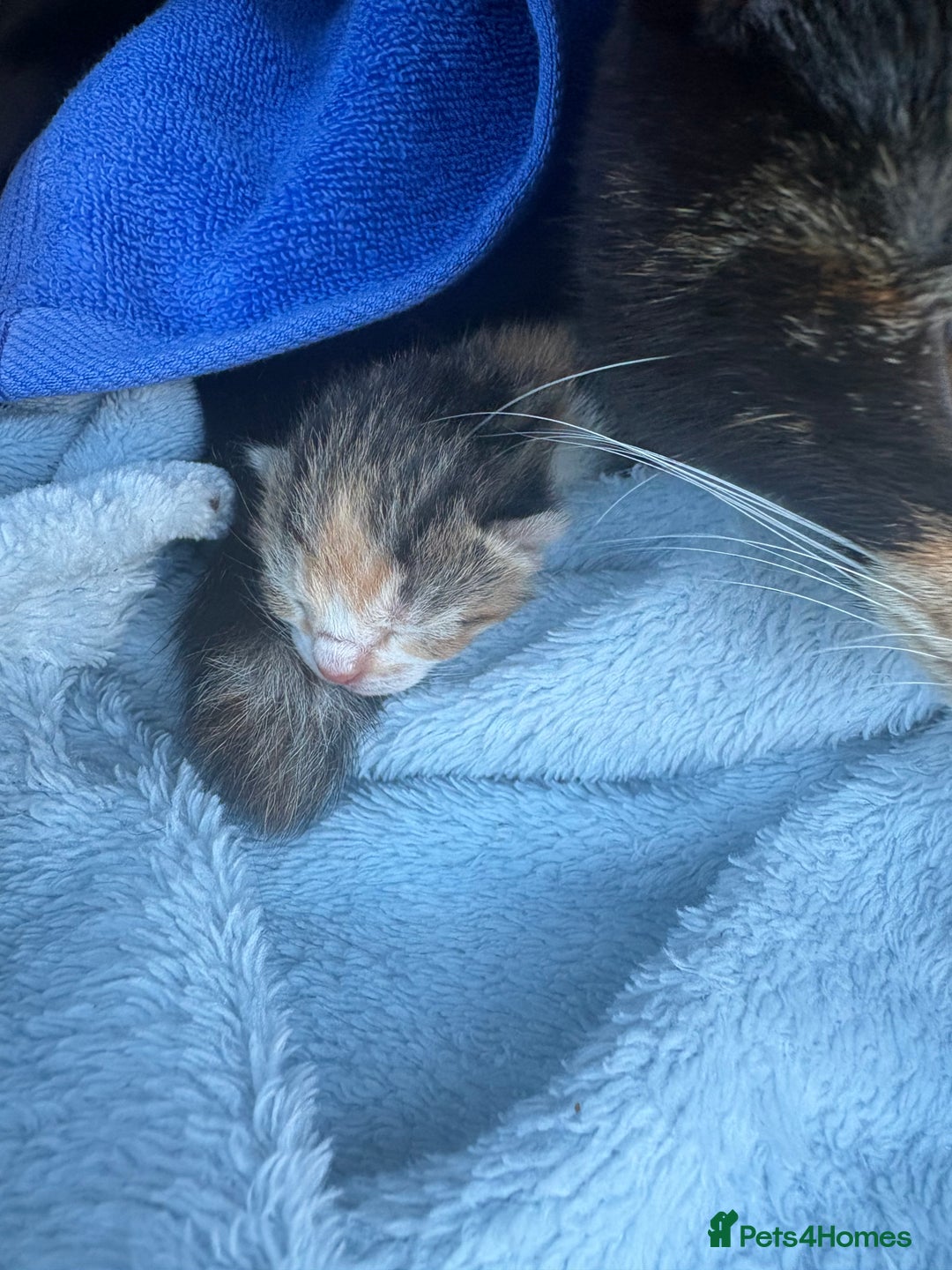 Mixed Breed cats for sale: Newborn kittens  - Advert 2