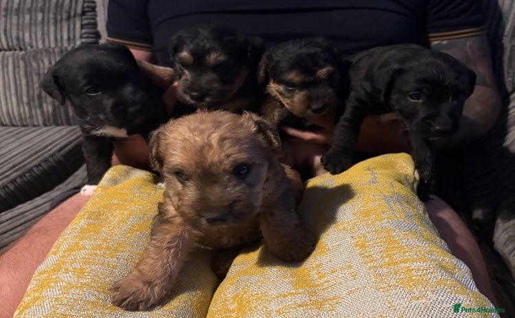 Mixed Breed dogs - Advert 3