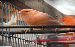 Canaries birds for sale: Young 2025 canaries  - Image 4