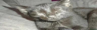Black kittens 