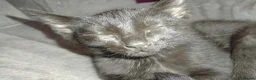 Bombay cats for sale: Black kittens  in Kirkcaldy - Advert 7
