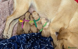 Labrador Retriever dogs for sale: Gorgeous Yellow Labrador Puppies - Image 31